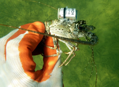 美國(guó)Sonotronics公司魚(yú)類(lèi)定位系統(tǒng)