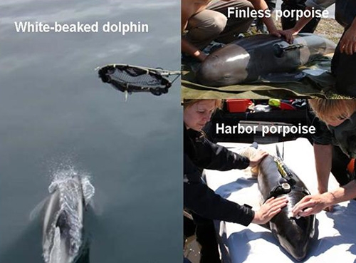 A-Tag海豚聲探測器